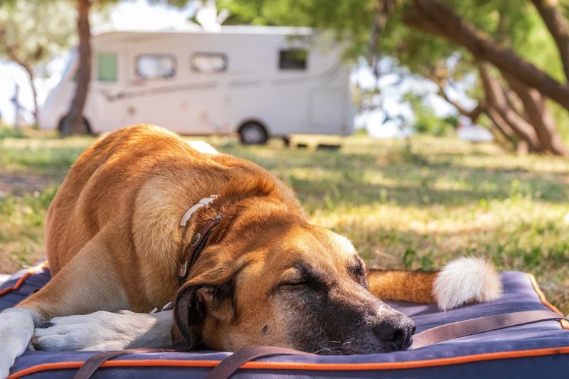 Paine Gillic Dårlig skæbne deltager Camping mit Hund am Bodensee